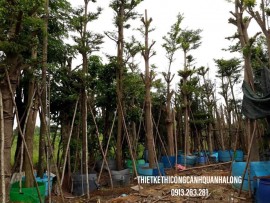 Thi Công Cảnh Quan Sân Vườn Quảng Ninh: Biến Ước Mơ Xanh Thành Hiện Thực Cùng CÔNG TY THIẾT KẾ THI CÔNG CẢNH QUAN HẠ LONG