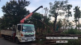 Cắt Tỉa Cây Cảnh Quảng Ninh – Kiến Tạo Nét Đẹp Tinh Hoa Cho Không Gian Của Bạn! Hotline: 0913.019.659