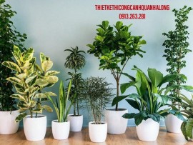 Thi Công Tiểu Cảnh Sân Vườn Uy Tín Quảng Ninh: Biến Ý Tưởng Thành Tuyệt Tác Cùng Công Ty Thiết Kế Cảnh Quan Hạ Long – Gọi Ngay 0913.019.659!