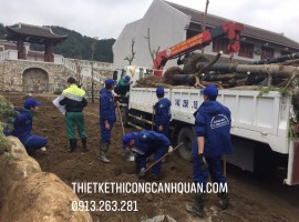 Cắt Tỉa Cây Bóng Mát Quảng Ninh Chuyên Nghiệp – Kiến Tạo Mảng Xanh Hoàn Hảo Cùng CÔNG TY THIẾT KẾ THI CÔNG CẢNH QUAN HẠ LONG!