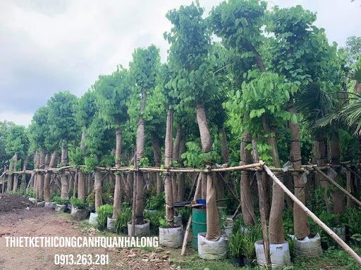 Cây Xanh Quảng Ninh 