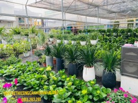 Thi Công Tiểu Cảnh Sân Vườn Quảng Ninh – Nét Chấm Phá Nghệ Thuật Cho Không Gian Sống! Hotline: 0913.019.659