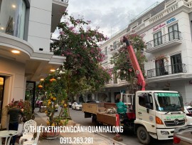 Dịch Vụ Cắt Tỉa Cây Xanh Quảng Ninh Giá Tốt, Chuyên Nghiệp - Gọi Ngay! 0913.019.659