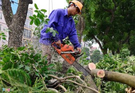 DỊCH VỤ CHẶT VÀ CƯA CÂY XANH NHANH CHÓNG - AN TOÀN TẠI NHÀ DÂN P. CAO XANH