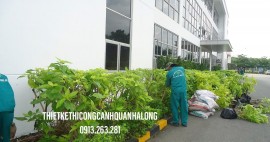 Chi Phí Làm Tiểu Cảnh Sân Vườn Quảng Ninh – Đầu Tư Hiệu Quả Cho Không Gian Xanh Mơ Ước Cùng Công Ty Thiết Kế Cảnh Quan Hạ Long