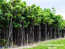 Cắt Tỉa Cây Xanh An Toàn Quảng Ninh: Dịch Vụ Chuyên Nghiệp, Đặt An Toàn Lên Hàng Đầu Cùng Công Ty Thiết Kế Cảnh Quan Hạ Long – Gọi Ngay 0913.019.659!