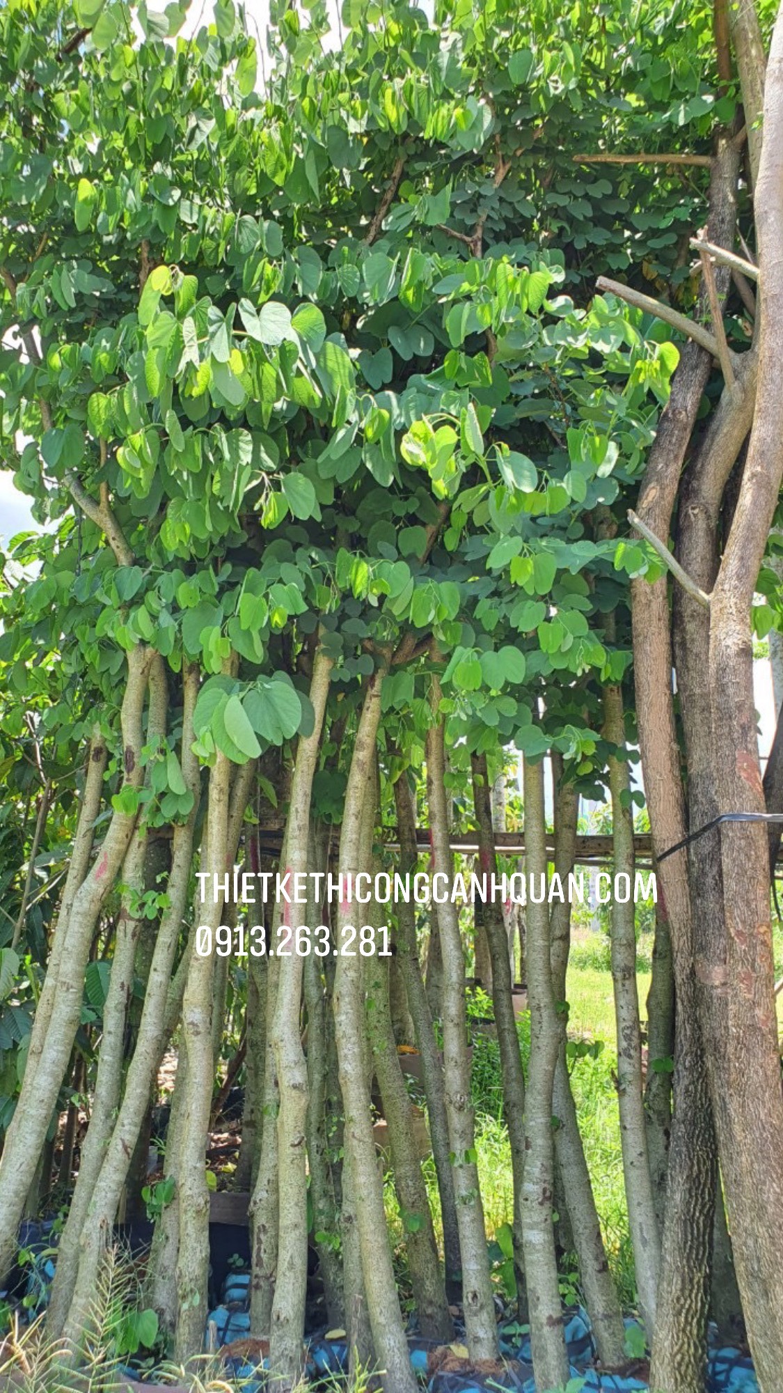 CUNG CẤP CÂY XANH, CÂY CÔNG TRÌNH TẠI QUẢNG NINH