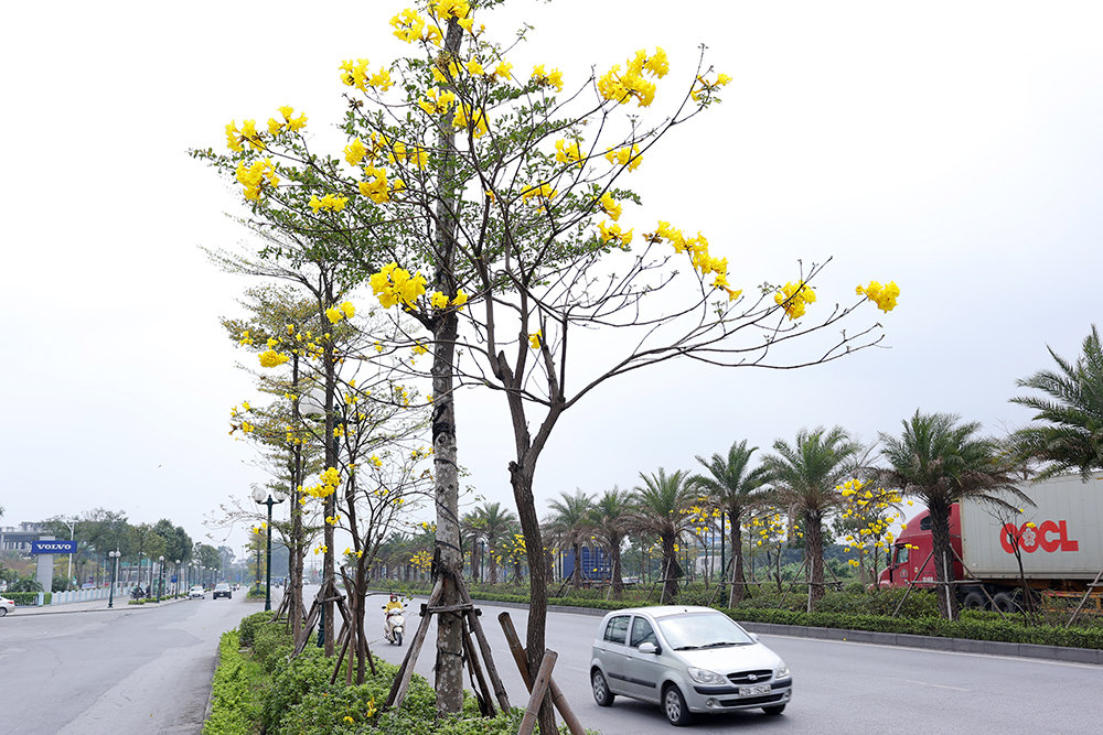 Bán cây phong linh tại Cẩm Phả