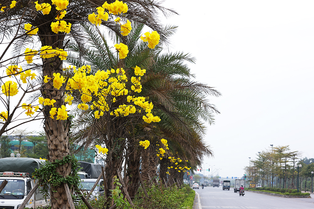 Bán cây Phong linh tại Cẩm Phả