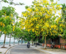 CUNG CẤP CÂY MUỒNG HOÀNG YẾN ĐẸP, UY TÍN NHẤT TẠI VÂN ĐỒN