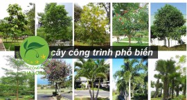 CẢNH QUAN HẠ LONG - TOP 5 CÂY XANH NGOẠI THẤT TRỒNG CÔNG TRÌNH KHỎE MẠNH