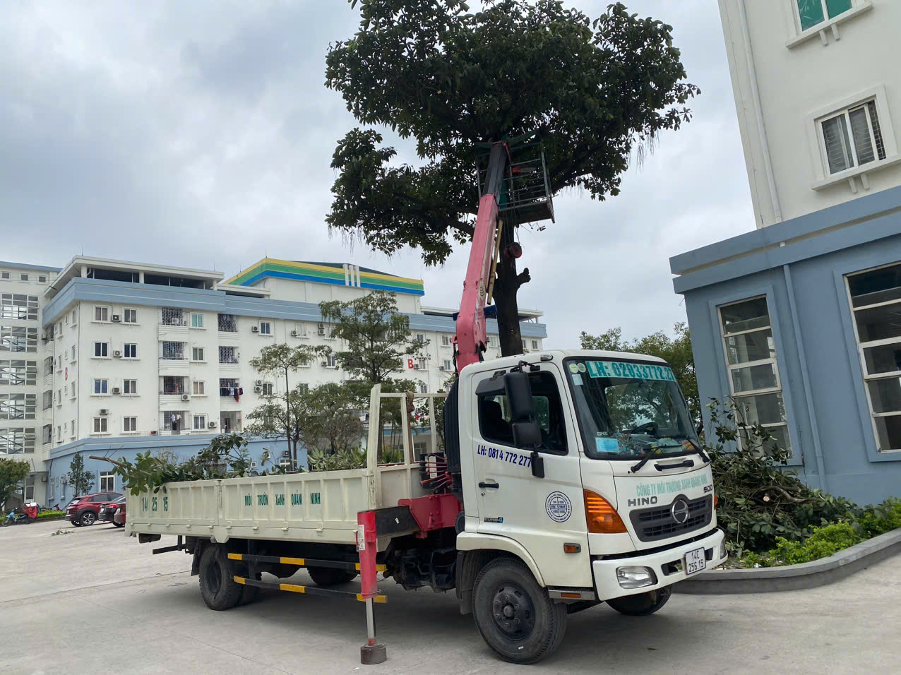 Dịch vụ cắt tỉa cây xanh tại Quảng Ninh chuyên nghiệp, uy tín