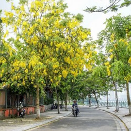 CẢNH QUAN HẠ LONG - CUNG CẤP CÂY OSAKA CÔNG TRÌNH TẠI QUẢNG NINH