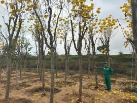 Cung cấp cây Phong Linh tại Quảng Ninh uy tín