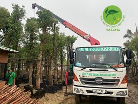 MUA BÁN CÂY LONG NÃO – TRỒNG VÀ CHĂM SÓC UY TÍN TẠI QUẢNG NINH