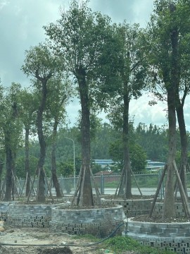 Thiết kế tiểu cảnh sân vườn theo yêu cầu tại Quảng Ninh uy tín