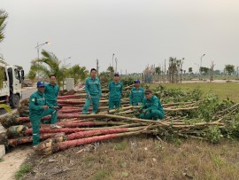 Cắt tỉa cây xanh Uông Bí Quảng Ninh trọn  gói,giá rẻ