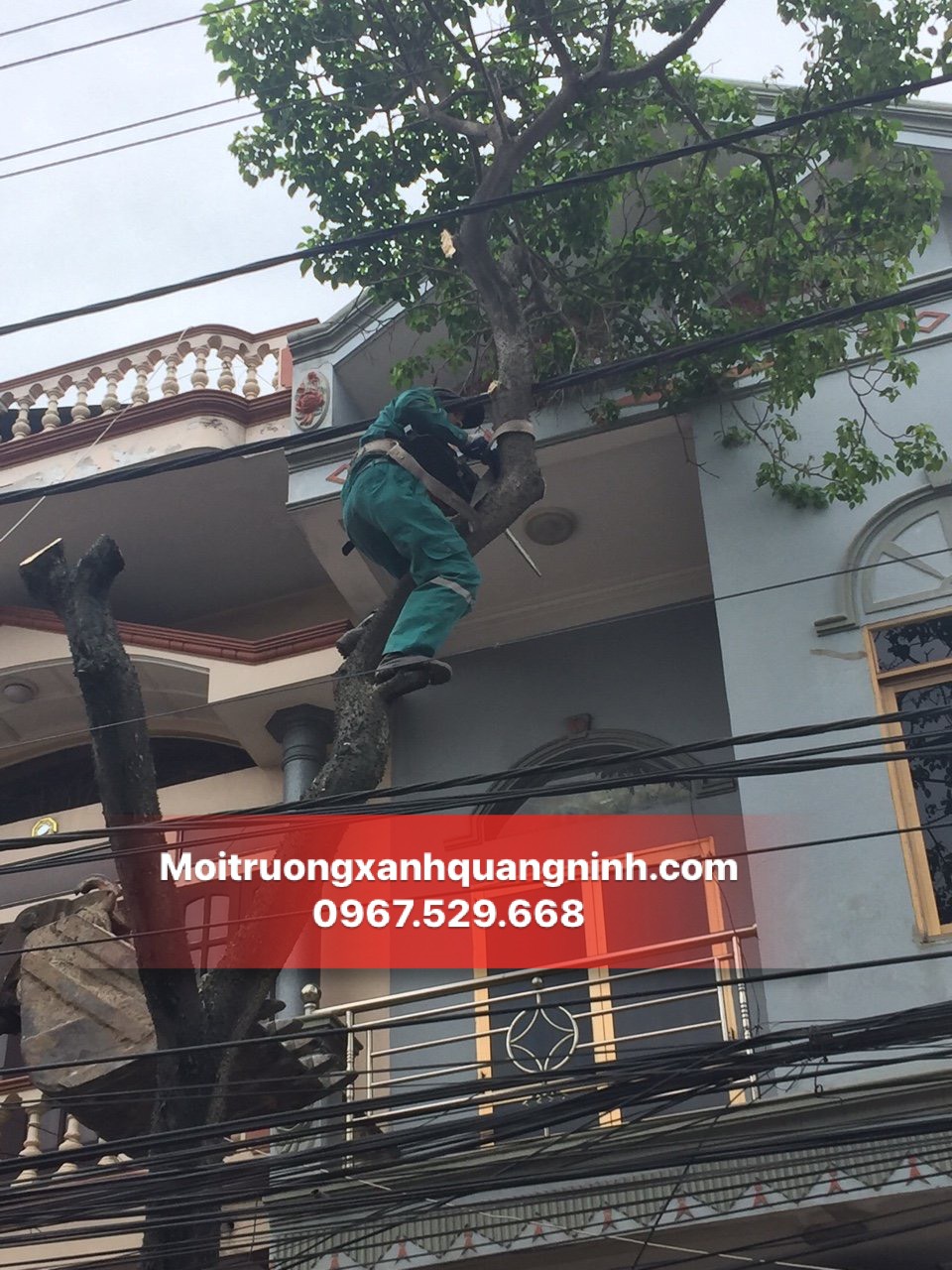NHẬN CƯA CÂY,CẮT TỈA CÂY TẠI CÁI LÂN BÃI CHÁY GIÁ BÌNH DÂN 2023