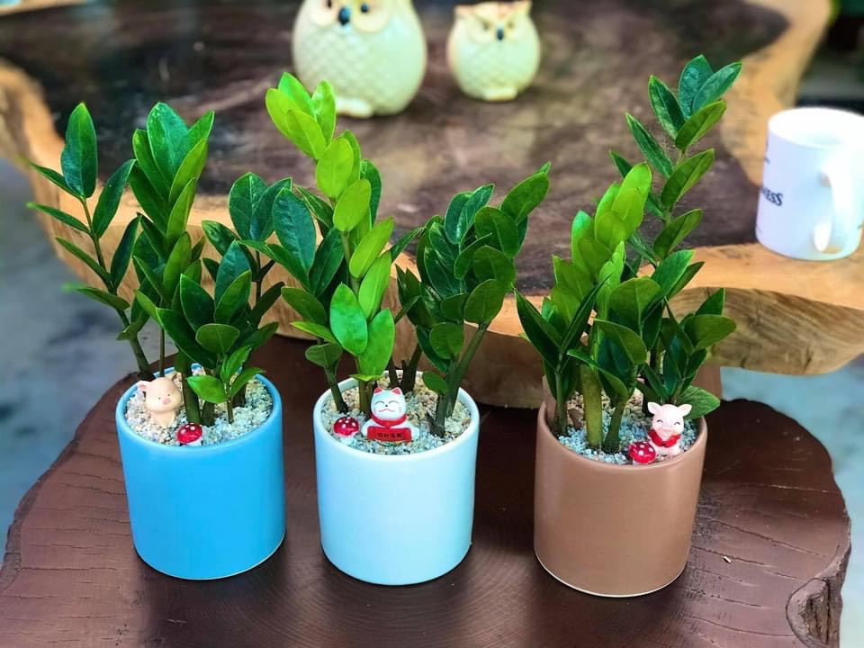 Top 10 cây xanh trồng trong nhà hot nhất hiện nay.