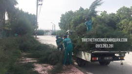 VẬN CHUYỂN, DI DỜI CÂY XANH TẠI QUẢNG NINH