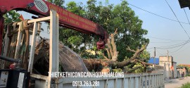 DỊCH VỤ ĐÁNH CHUYỂN CÂY XANH RẺ NHẤT PHƯỜNG HÀ KHÁNH QUẢNG NINH – LIÊN HỆ 0913.263.281