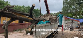 ĐÁNH CHUYỂN CÂY BÓNG MÁT CHO NHÀ DÂN TẠI PHƯỜNG HỒNG HẢI