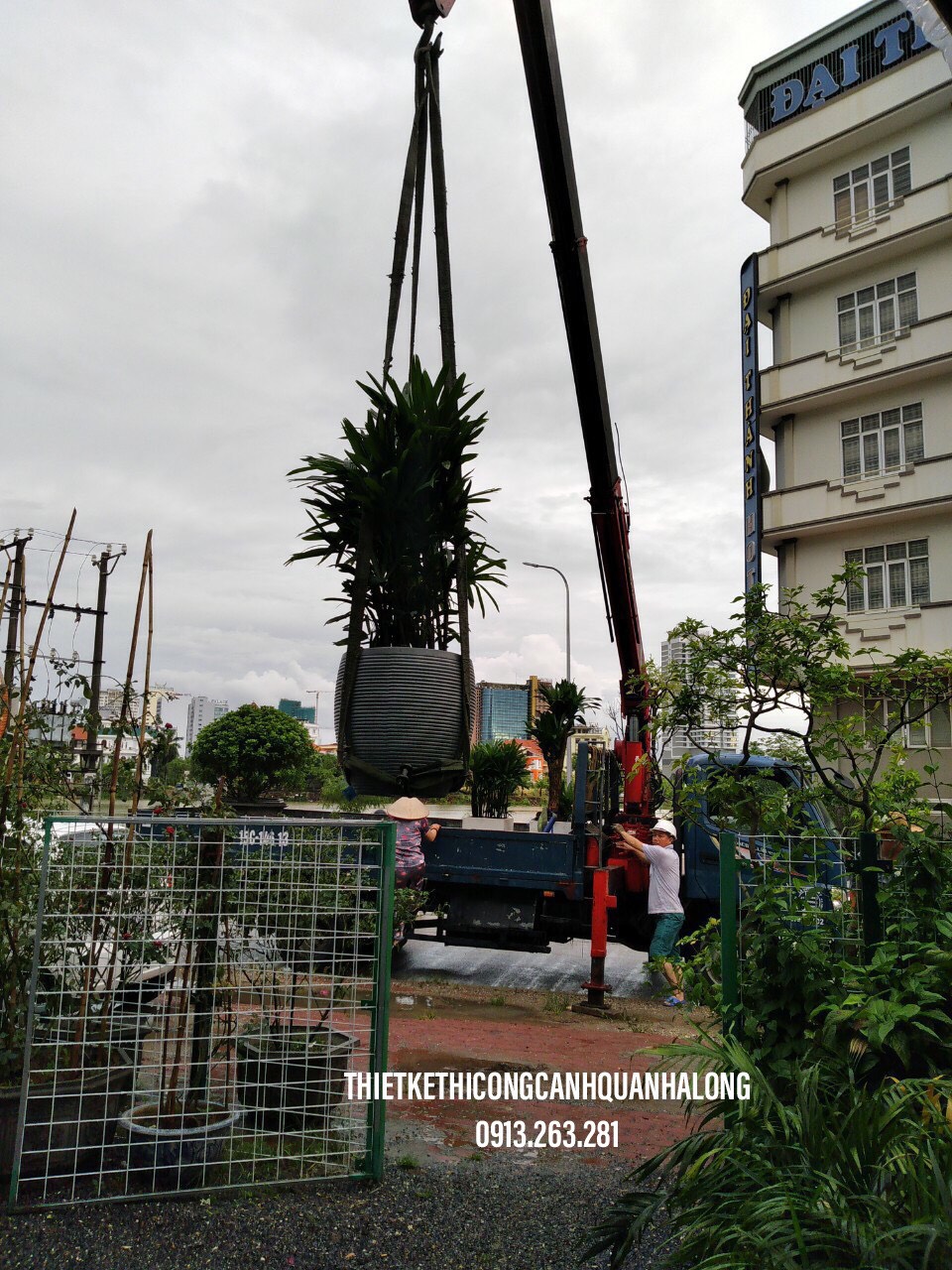 DỊCH VỤ ĐÁNH CHUYỂN CÂY RẺ NHẤT HẠ LONG