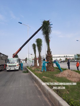 QUY TRÌNH ĐÁNH CHUYỂN VÀ TRỒNG CÂY XANH TỈ LỆ SỐNG CAO TẠI QUẢNG NINH