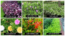 CUNG CẤP CÂY HOA NỀN, CỎ NHUNG NHẬT TRỒNG CÔNG TRÌNH UY TÍN NHẤT QUẢNG NINH