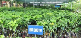 BÁN VÀ CUNG CẤP CÂY GIỐNG ĐA DẠNG, CHẤT LƯỢNG NHẤT VÂN ĐỒN