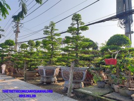 DỊCH VỤ CUNG CẤP CÂY XANH, CÂY BONSAI TẠI CẨM PHẢ