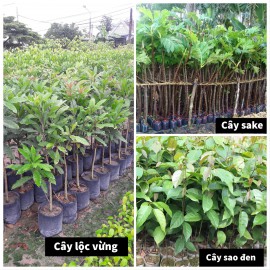 SHOP GIỐNG CÂY SỐ 1 TẠI QUẢNG NINH GIÁ RẺ, CHẤT LƯỢNG