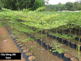 ĐƠN VỊ CHUYÊN CUNG CẤP CÂY GIỐNG CHẤT LƯỢNG TẠI PHƯỜNG CAO XANH - QUẢNG NINH