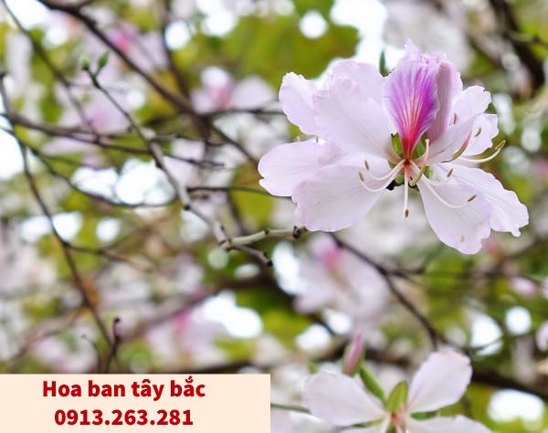 ĐỊA CHỈ CUNG CẤP CÂY BÓNG MÁT CÓ HOA ĐẸP TẠI VÂN ĐỒN