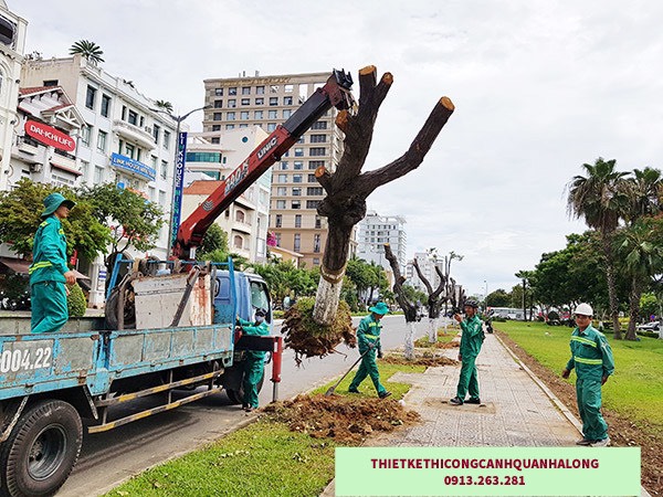 KINH NGHIỆM ĐÁNH CHUYỂN CÂY – CÂY CÔNG TRÌNH TẠI HẠ LONG