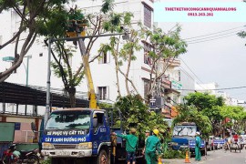 DỊCH VỤ CẮT TỈA CÂY BÓNG MÁT TẠI QUẢNG NINH