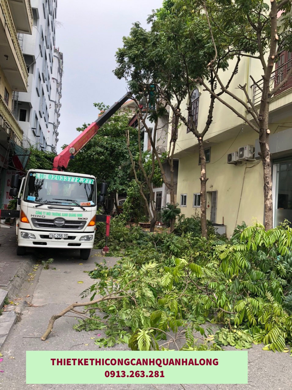 DỊCH VỤ CẮT TỈA CÂY XANH TẠI PHƯỜNG CAO THẮNG - QUẢNG NINH