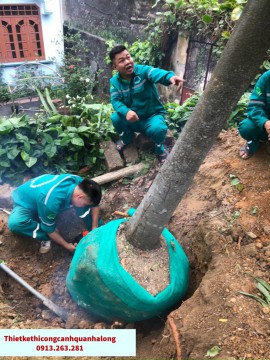 Dịch vụ đốn chặt và di dời cây xanh giá rẻ tại Phường Hồng Hà Hạ Long/0913.263.281