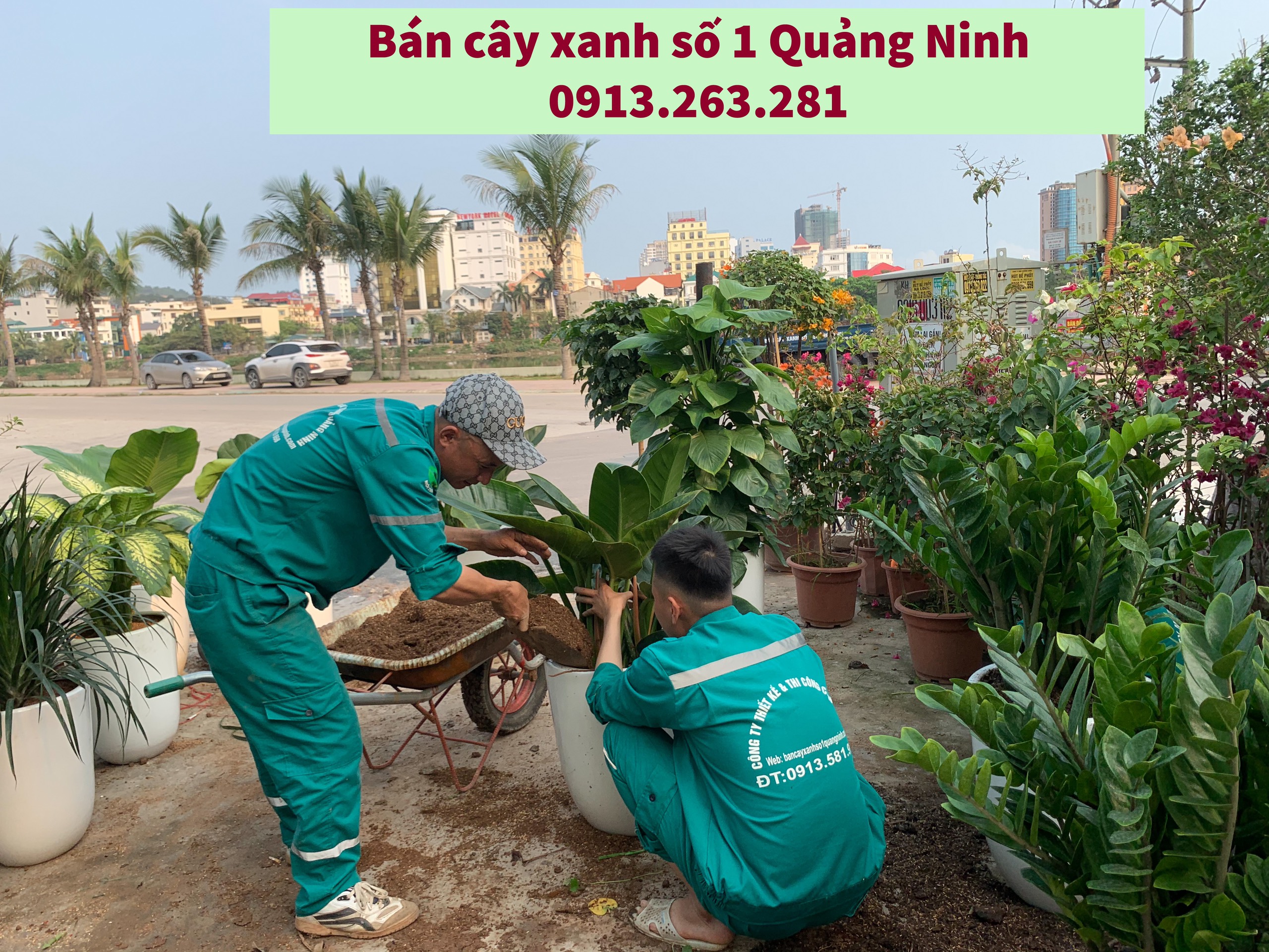 BÍ QUYẾT CHĂM SÓC CÂY CẢNH TẠI BÁN CÂY XANH SỐ 1 QUẢNG NINH