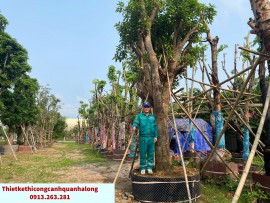 BÁN CÂY BÓNG MÁT UY TÍN – TRỒNG, BẢO HÀNH MIỄN PHÍ TẠI CÔNG TY THIẾT KẾ THI CÔNG CẢNH QUAN QUẢNG NINH