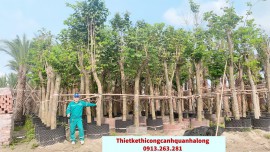 Cung cấp cây công trình -chất  lượng cao tại Quảng Ninh năm 2024 