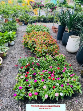 NHỮNG ĐIỀU CHƯA BIẾT VỀ CÂY TRỒNG NỀN – CÂY TRỒNG VIỀN