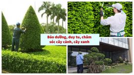 CÔNG TY THIẾT KẾ VÀ THI CÔNG CẢNH QUAN HẠ LONG CHUYÊN MUA BÁN VÀ DI DỜI CHĂM SÓC CÂY XANH