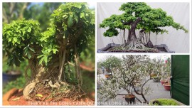 ĐỊA CHỈ UY TÍN BÁN CÂY BONSAI MINI DÁNG ĐẸP, GIÁ RẺ TẠI QUẢNG NINH