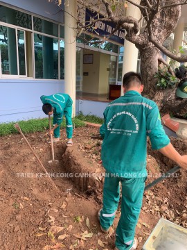  ĐÁNH CHUYỂN, BỨNG GỐC CÂY XANH – CÔNG TY THIẾT KẾ VÀ THI CÔNG CẢNH QUAN HẠ LONG