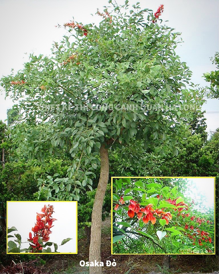 CUNG CẤP CÂY OSAKA ĐỎ SỐ LƯỢNG LỚN TẠI CẢNG CÁI LÂN