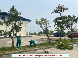 Công ty thiết kế và thi công cảnh quan Hạ Long nhận chăm sóc, cắt tỉa cây xanh sân vườn