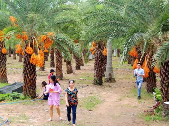 Cung cấp cây chà là