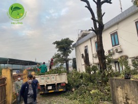 Cắt tỉa,chặt hạ cây xanh,giải tỏa mặt bằng nhanh chóng,an toàn tại Thị Xã Quảng Yên Hạ Long 