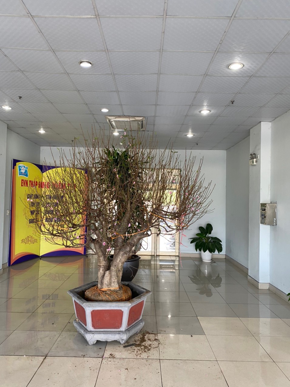 Bán Đào thế gốc khủng cho cơ quan,trường học tại Hạ Long uy tín giá rẻ